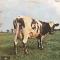 ATOM HEART MOTHER