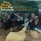 Pet Sounds [UK MONO Original]